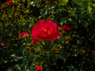 Roses in the botanical garden in Radzionków. Free space for entry ready.