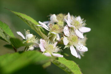 White blackberry flowers with green leaves close up