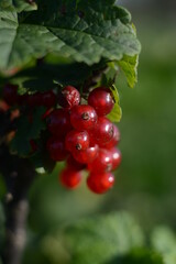 Bunch of red currant berries in the garden close-up