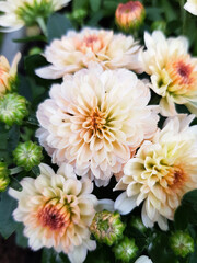 Chrysanthemums (In german Chrysanthemen) Chrysanthemum (Patio Mum)