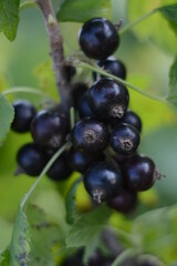 Ripe blackcurrant berries close up