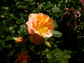 Roses in the botanical garden in Radzionków. Free space for entry ready.