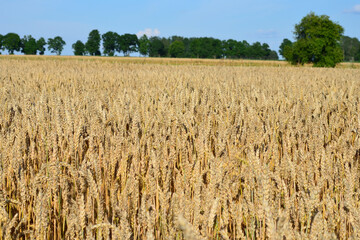 beautiful summer landscape yellow wheat field in the countryside