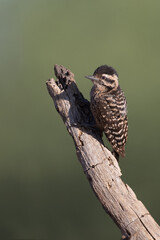 Feale Ladder-backed Woodpecker