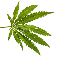green cannabis leaves on white background