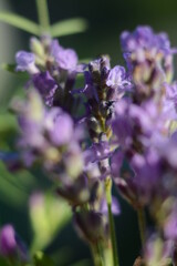 Obraz premium Purple lavender flower close up on blurred field background