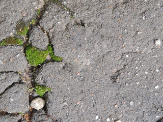 Textural abstraction of stones, moss, and asphalt.