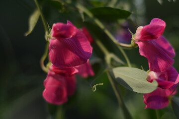 Pink flowers of mouse peas on a dark background