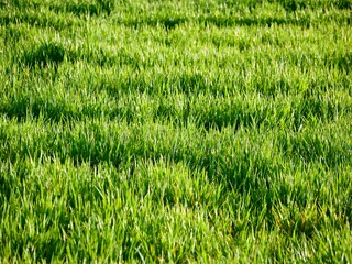 zielona świeża trawa fresh green Grass
