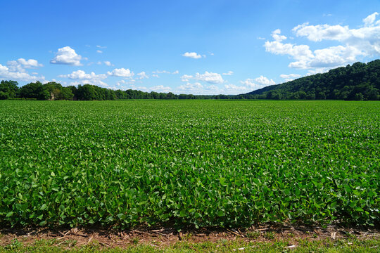 Landscape view of a green soybean field in rural Pennsylvania