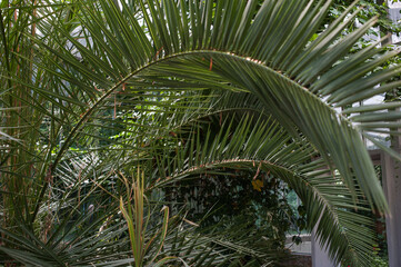 Fototapeta na wymiar The texture of the leaves of tropical plants