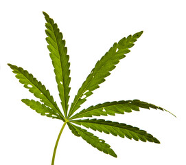 green cannabis leaves on white background