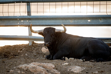 Un toro tumbado en la ganadería 