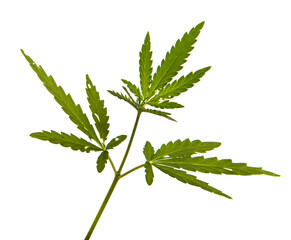 green cannabis leaves on white background