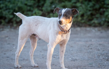 Un pequeño perro con manchas negras en la cara 