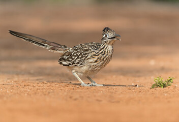 Greater Roadrunner in Texas desert
