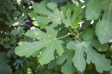 The texture of the leaves of tropical  plants