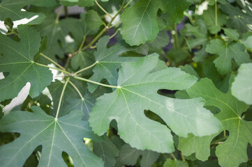 The texture of the leaves of tropical  plants