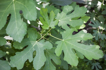 The texture of the leaves of tropical  plants