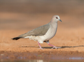 White-tipped Dove near water	