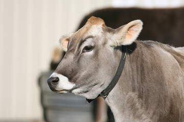 Obraz na płótnie Canvas Dairy Cow on a local farm