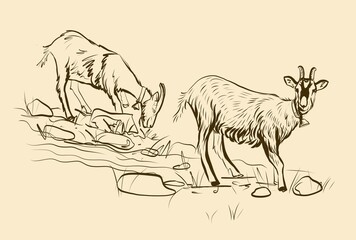Illustration. Two young goats graze in a meadow. Vector sketch. Black and white drawing by hand. Each drawing consists of separate layers, and the color background is isolated. Easy to edit.