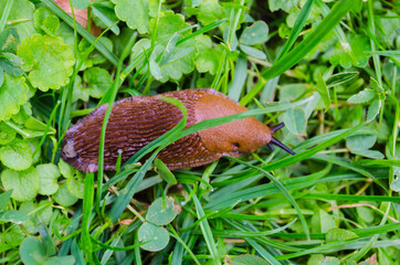 snail crawling on the grass,
wild clam,
leaves and grass