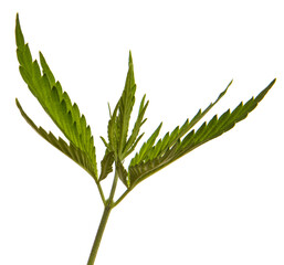green cannabis leaves on white background