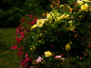 Roses in the botanical garden in Radzionków. Free space for entry ready.