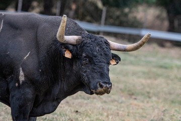primer plano de un toro negro 