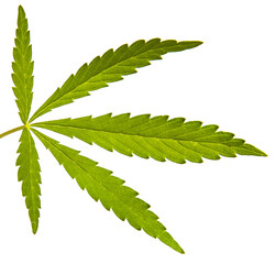 green cannabis leaves on white background