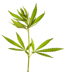 green cannabis leaves on white background