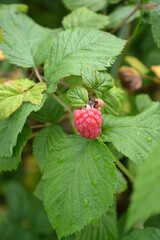 Ripe garden raspberry berry (Rubus idaeus L.)