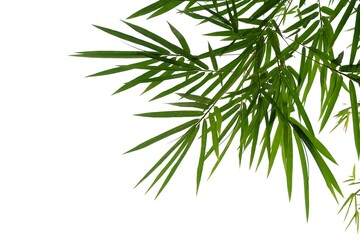 Bamboo leaves with branches on white background for green foliage backdrop 