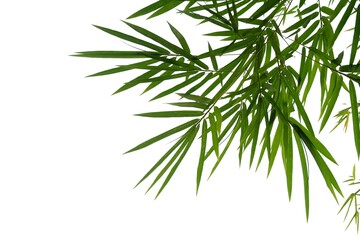 Obraz premium Bamboo leaves with branches on white background for green foliage backdrop 