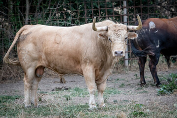 toro de color claro con grandes cuernos mira a la cámara