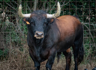 Fototapeta na wymiar Un toro marrón y negro con increíbles cuernos blancos 