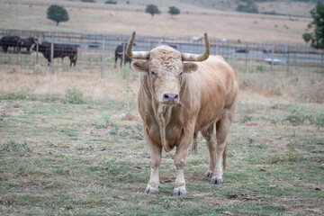 Un toro blanco con cuernos enormes
