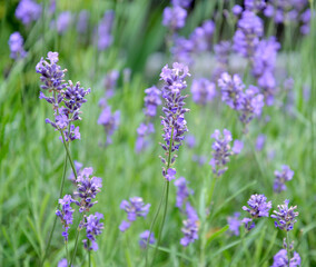 Flowering lavender narrow-leaved (Lavandula angustifolia Mill.) - 366142873