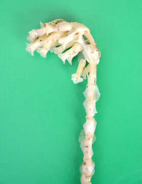 Ordinary hoist (Monotropa hypopitys L.). Flowering plant on a green background