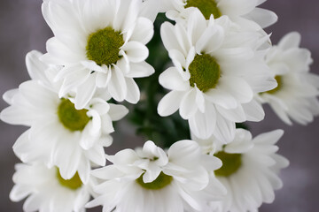 White beautiful chrysanthemum closeup.