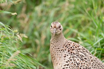 Portrait of a female common pheasant, Phasianus colchicus of pheasant family Phasianidae