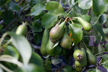 Ripe Pears on a Pear Tree