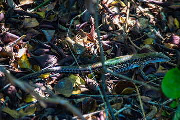 calango fugindo no meio do mato.
