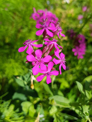 dwarf catchfly also garden catchfly (in german Nelken-Leimkraut also Garten-Leimkraut or...