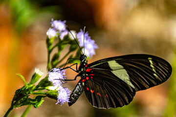 Borboleta, preta, amarela e vermelha em uma flor.