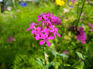 dwarf catchfly also garden catchfly (in german Nelken-Leimkraut also Garten-Leimkraut or...