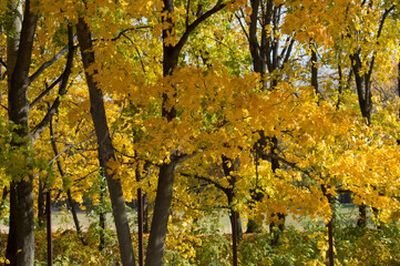 yellow maple tree