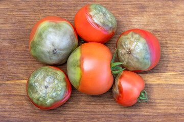 Diseases of tomatoes. Ripe red tomatoes stricken Phytophthora or Phytophthora infestans lies on old wooden background. Fighting Phytophthora.