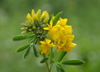 Blossoms of alfalfa sickle (Medicago falcata)